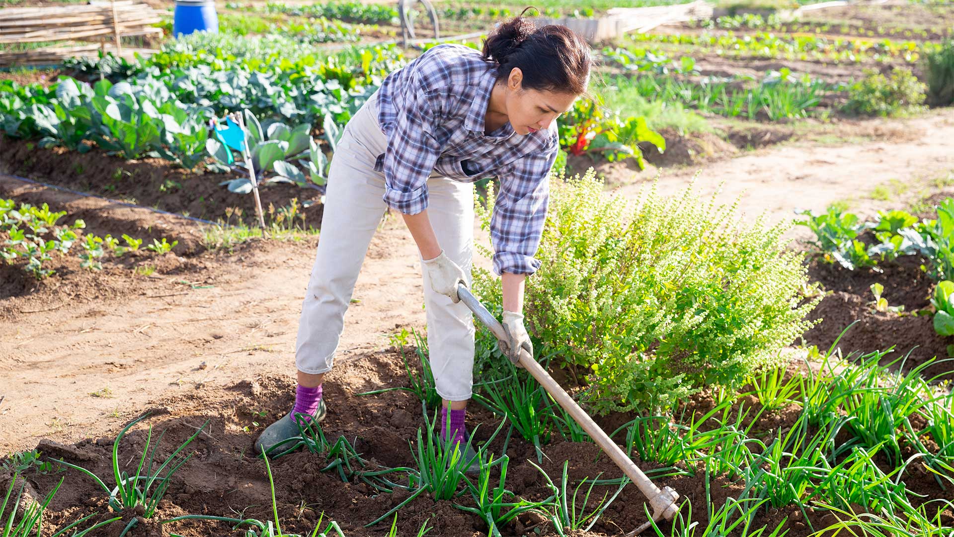 Les bons gestes du jardinier amateur - Vitalis Services